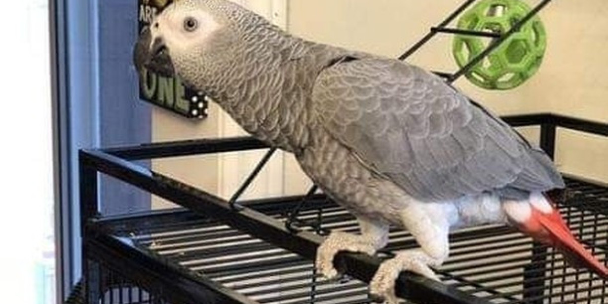 See What Congo African Grey Parrot Tricks The Celebs Are Using