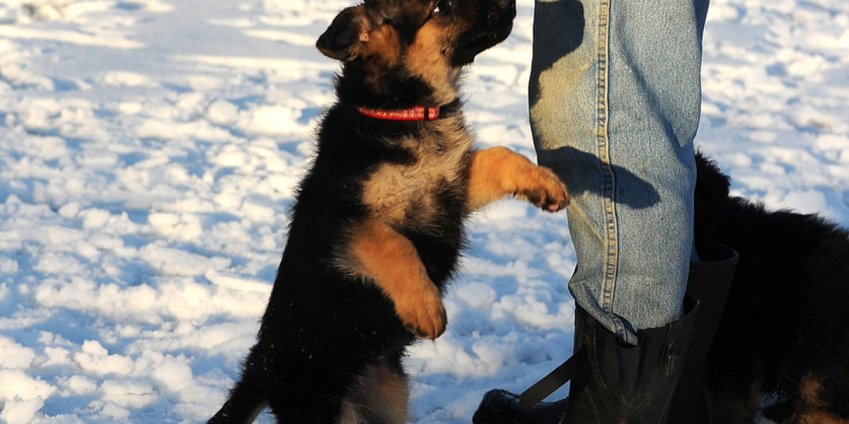 The Allure of the Black German Shepherd: A Comprehensive Guide to Acquiring Your Perfect Companion